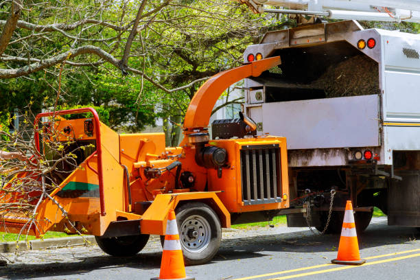 Why Choose Our Tree Removal Services in South Paris, ME?