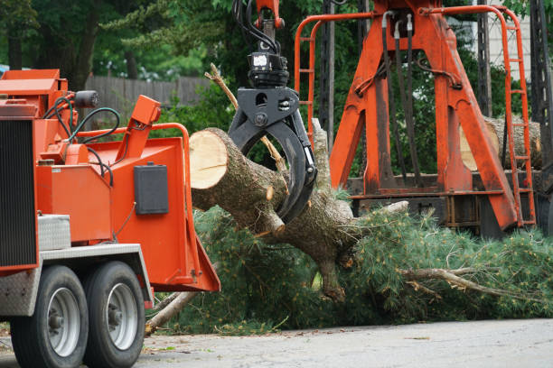 South Paris, ME Tree Services Company