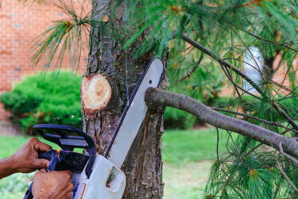 Best Tree Trimming and Pruning  in South Paris, ME